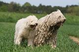 KOMONDOR 043